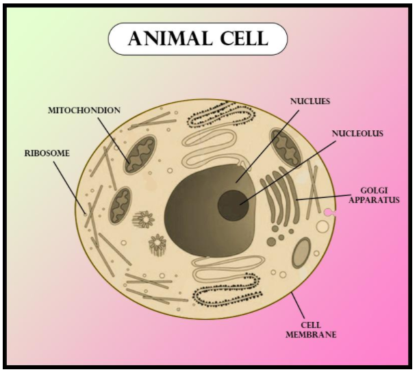 animal cell model 7th grade