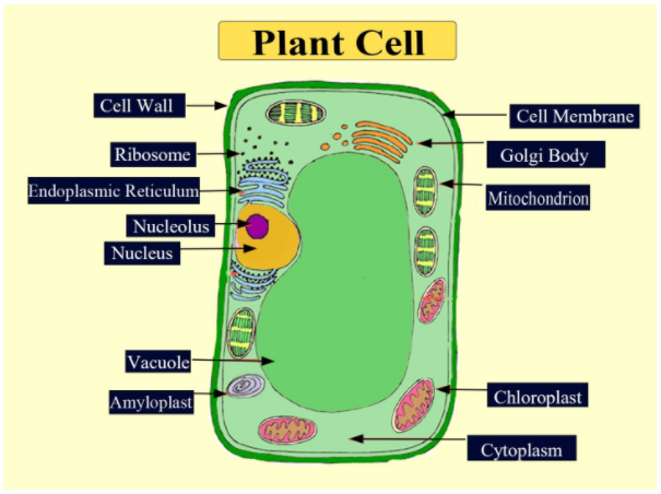 animal cell model 7th grade