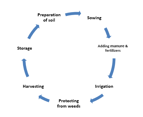 Guide to Sowing and Planting Practices of Crops